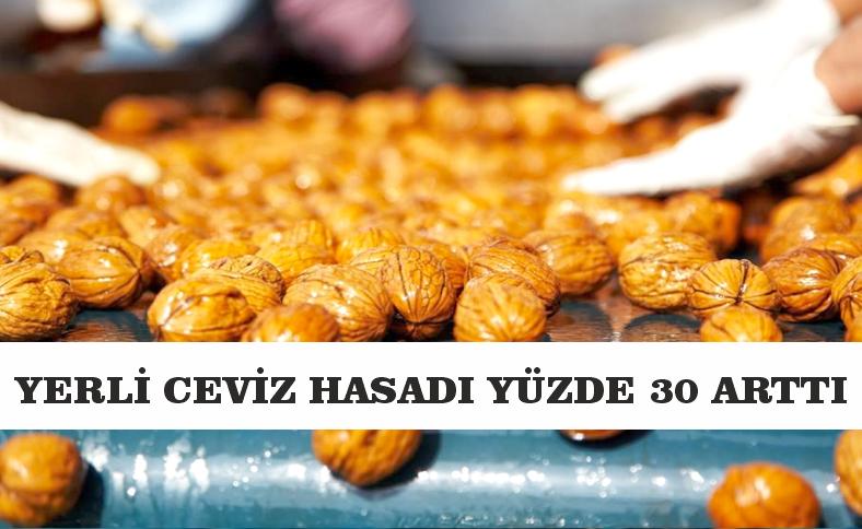 YERLİ CEVİZ HASADI YÜZDE 30 ARTTI