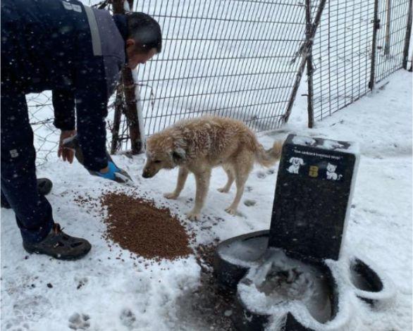 BALIKESİR’DE SOKAK VE YABAN HAYVANLARINA MAMA DESTEĞİ