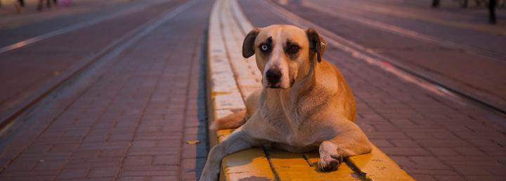 BAŞIBOŞ KÖPEK KANUN TEKLİFİNİN İLK 3 MADDESİ KABUL EDİLDİ